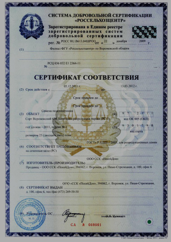 Астры: посадка и уход в открытом грунте из семян. Астры на даче Рукола (Руккула). Полезные свойства и применение рукколы