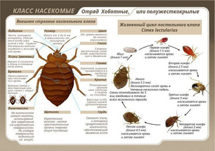 Клопы в кровати опасно