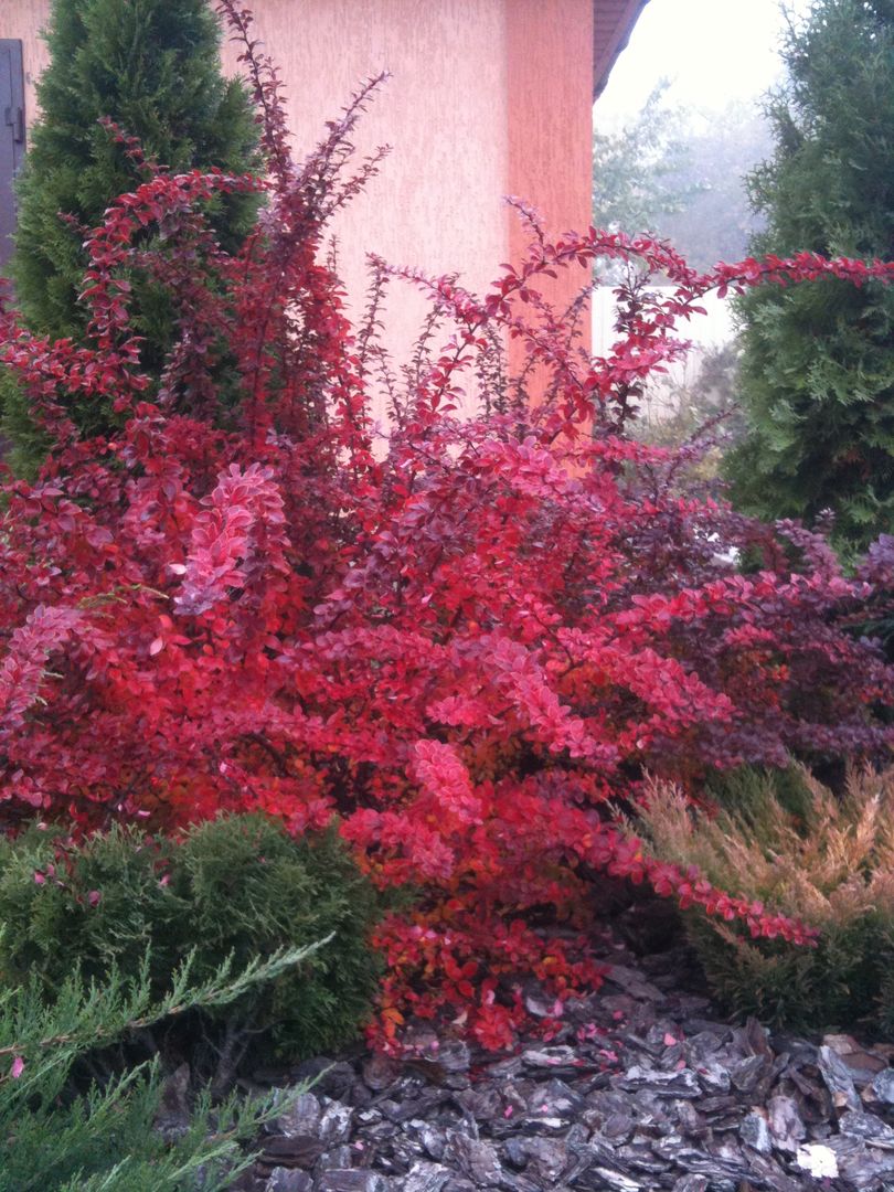 Яркие сорта бархатцев для сада с фото и описанием