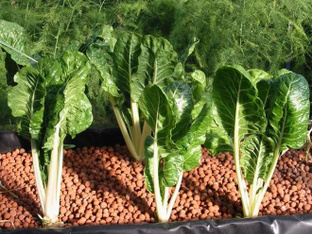 Мульчирование керамзитом