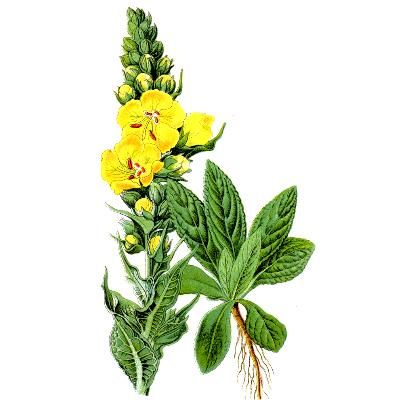 Коровяк, Медвежье ухо, Царский Скипетр (Verbascum thapsus)