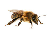  Пчеловодное хозяйство Толмачева